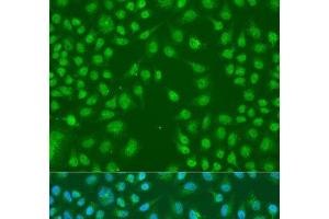 Immunofluorescence analysis of U2OS cells using HNRNPCL1 Polyclonal Antibody at dilution of 1:100. (HNRNPCL1 抗体)