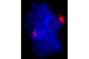anti-Pericentrin (PCNT) (AA 175-225) antibody