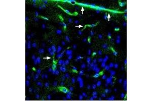 Expression of Syntrophin alpha 1 in mouse neocortex - Immunohistochemical staining of perfusion-fixed frozen mouse brain sections using Anti-α1-Syntrophin (SNTA1) Antibody (ABIN7043797, ABIN7045164 and ABIN7045165), (1:400), followed by anti-rabbit-AlexaFluor-488 antibody (green). (SNTA1 抗体  (Intracellular))