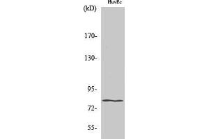 Western Blotting (WB) image for anti-Homeodomain Interacting Protein Kinase 4 (HIPK4) (C-Term) antibody (ABIN3180081) (HIPK4 抗体  (C-Term))