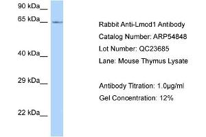 Western Blotting (WB) image for anti-Leiomodin 1 (LMOD1) (C-Term) antibody (ABIN2785919) (Leiomodin 1 抗体  (C-Term))