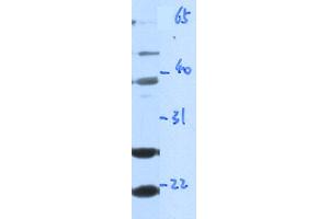 WB Suggested Anti-GZMA Antibody Titration: 0. (GZMA 抗体  (Middle Region))