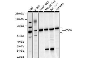 Western blot analysis of extracts of various cell lines, using CD68 antibody (ABIN6132070, ABIN6138218, ABIN6138221 and ABIN6217224) at 1:1000 dilution. (CD68 抗体  (AA 22-319))