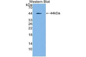 Western Blotting (WB) image for anti-Keratin 7 (KRT7) (AA 91-394) antibody (ABIN1173117) (Cytokeratin 7 抗体  (AA 91-394))