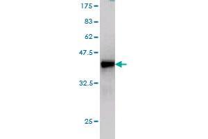 Western Blot detection against Immunogen (37. (Sorting Nexin 4 抗体  (AA 341-450))