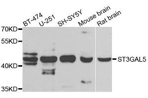 Western blot analysis of extracts of various cell lines, using ST3GAL5 antibody. (ST3GAL5 抗体  (AA 80-200))