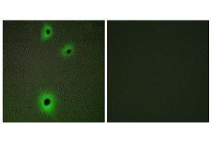 Immunofluorescence (IF) image for anti-Cell Adhesion Molecule 4 (CADM4) (C-Term) antibody (ABIN1850236) (Cell Adhesion Molecule 4 抗体  (C-Term))