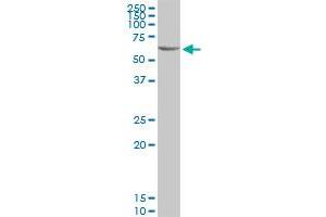 C3AR1 MaxPab polyclonal antibody. (C3AR1 抗体  (AA 1-482))