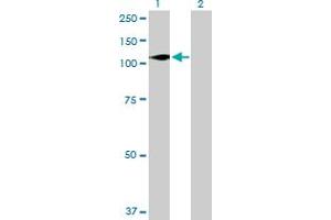 Western Blot analysis of DGKZ expression in transfected 293T cell line by DGKZ MaxPab polyclonal antibody. (DGKZ 抗体  (AA 1-929))