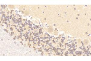 Immunohistochemistry (IHC) image for anti-Nitric Oxide Synthase 1, Neuronal (NOS1) (AA 9-136) antibody (ABIN7432673)