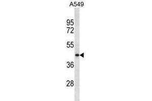 SRD5A2L2 Antibody (C-term)(Ascites) ABIN1539981 western blot analysis in A549 cell line lysates (35 μg/lane). (SRD5A2L2 抗体  (C-Term))