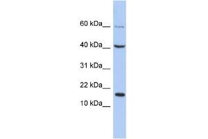 WB Suggested Anti-ATOH7 Antibody Titration:  0. (ATOH7 抗体  (C-Term))
