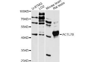 Western blot analysis of extracts of various cell lines, using ACTL7B antibody (ABIN6291742) at 1:3000 dilution. (Actl7b 抗体)