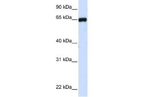 LRRC4C antibody used at 1 ug/ml to detect target protein. (LRRC4C 抗体  (N-Term))