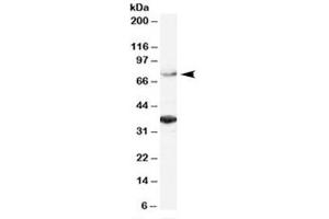 Western blot testing of HeLa lysate with ORC3L antibody at 2ug/ml. (ORC3 抗体)