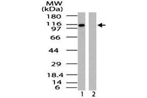 Western blot analysis of IPO9 in HeLa cell lysate in the 1) absence and 2) presence of immunizing peptide. (Importin 9 抗体  (AA 850-950))