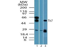 Image no. 2 for anti-Interferon Related Developmental Regulator 1 (IFRD1) (AA 70-120) antibody (ABIN960221)