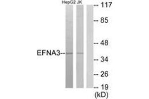 Western blot analysis of extracts from HepG2/Jurkat cells, using EFNA3 Antibody. (Ephrin A3 抗体  (AA 161-210))