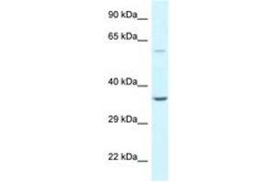 Image no. 1 for anti-BCL2-Associated Athanogene 5 (BAG5) (AA 74-123) antibody (ABIN6747641) (BAG5 抗体  (AA 74-123))