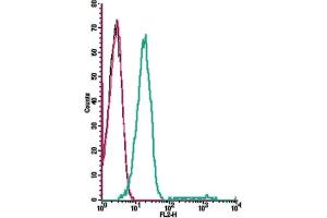 Cell surface detection of GPR91 by direct flow cytometry in live intact human Jurkat T-cell leukemia cells: + Rabbit IgG isotype control-PE. (SUCNR1 抗体  (Extracellular) (PE))