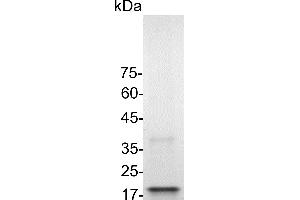 SDS-PAGE (SDS) image for Tumor Necrosis Factor alpha (TNF alpha) (Active) protein (His tag) (ABIN7884607)