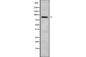 Western blot analysis of ERCC2 using A549 whole cell lysates (ERCC2 抗体  (C-Term))