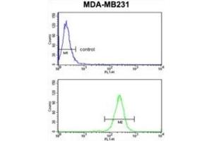Flow Cytometry (FACS) image for anti-Neutrophil Cytosolic Factor 1C Pseudogene (NCF1C) antibody (ABIN3003869) (NCF1C 抗体)