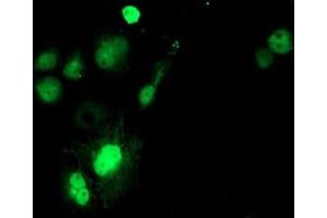 Anti-SAT2 mouse monoclonal antibody (ABIN2455748) immunofluorescent staining of COS7 cells transiently transfected by pCMV6-ENTRY SAT2 (RC204044). (SAT2 抗体)