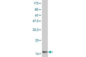 Western Blot detection against Immunogen (19. (IFNA2 抗体  (AA 24-188))