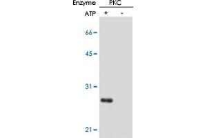 In vitro kinase reaction and detection of phosphorylation of CPI-17 at Thr38 residue by using CPI-17 (phospho T38) monoclonal antibody, clone AK-1F11 . (CPI-17 抗体  (pThr38))