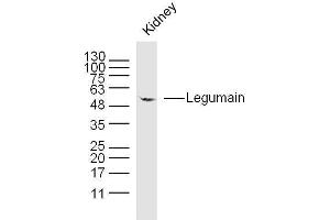Moues kidney lysates probed with Legumain Polyclonal Antibody, unconjugated  at 1:300 overnight at 4°C followed by a conjugated secondary antibody at 1:10000 for 90 minutes at 37°C. (LGMN 抗体  (AA 201-300))