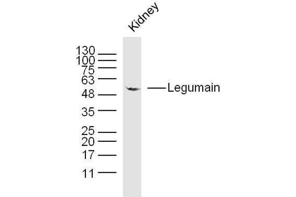 LGMN 抗体  (AA 201-300)