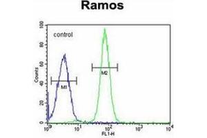 Flow cytometric analysis of Ramos cells using GUCY2D / GUCY2D / RETGC1 Antibody (Center) Cat. (GUCY2D 抗体  (Middle Region))