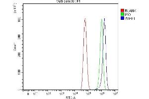 Flow Cytometry analysis of U87 cells using anti-WIPF1 antibody (ABIN7602942).