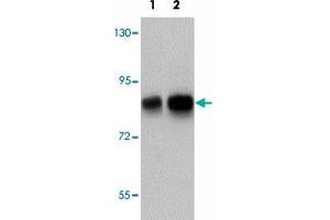 Western blot analysis of TCF12 in HeLa cell lysate with TCF12 polyclonal antibody  at (1) 0. (TCF12 抗体  (N-Term))