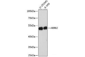Western blot analysis of extracts of various cell lines using ARRB2 Polyclonal Antibody at dilution of 1:1000. (Arrestin 3 抗体)