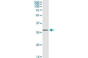 MS4A1 MaxPab rabbit polyclonal antibody.