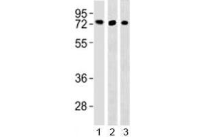 Western blot testing of TFE3 antibody and 1) HepG2, 293 and 3) mouse lung lysate (TFE3 抗体  (AA 1-30))