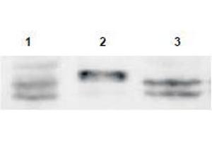 Image no. 1 for anti-Sprouty RTK Signaling Antagonist 4 (SPRY4) (AA 306-322) antibody (ABIN401284) (SPRY4 抗体  (AA 306-322))