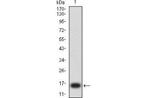 Western blot analysis using ERCC1 mAb against human ERCC1 (AA: 1-120) recombinant protein. (ERCC1 抗体  (AA 1-120))