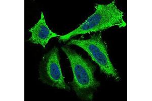 Immunofluorescence analysis of Hela cells using BDNF mouse mAb (green). (BDNF 抗体  (AA 19-248))