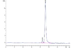 The purity of Mouse DDT is greater than 95 % as determined by SEC-HPLC.