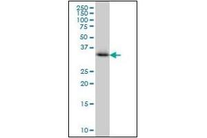 Western Blotting (WB) image for anti-Crystallin, mu (CRYM) (AA 215-315) antibody (ABIN614593) (CRYM 抗体  (AA 215-315))