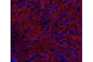 Indirect immunostaining of PFA fixed mouse brain section (dilution 1 : 500; red). (DNAJC5 抗体)