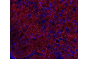 Indirect immunostaining of PFA fixed mouse brain section (dilution 1 : 500; red). (DNAJC5 抗体)