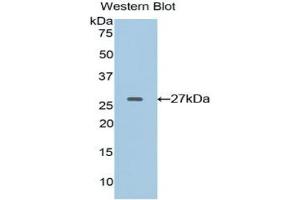 Western blot analysis of the recombinant protein. (EFNA4 抗体  (AA 1-204))