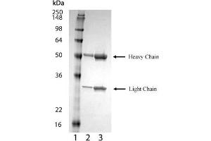 SDS-PAGE analysis of : Lane 1: MW marker, Lane 2: 1 μg , Lane 3: 2 μg BCMA (mouse) monoclonal antibody (Vicky-2), integrity of antibody is shown as both light chain and heavy chain are present. (BCMA 抗体  (Extracellular Domain))