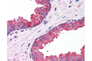 Anti-KLHL15 antibody IHC of human prostate.