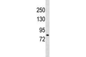 DCLK2 antibody western blot analysis in 293 lysate. (DCLK2 抗体  (AA 167-196))