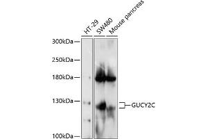 Western blot analysis of extracts of various cell lines, using GUCY2C antibody (ABIN6130435, ABIN6141537, ABIN6141538 and ABIN6214857) at 1:1000 dilution.